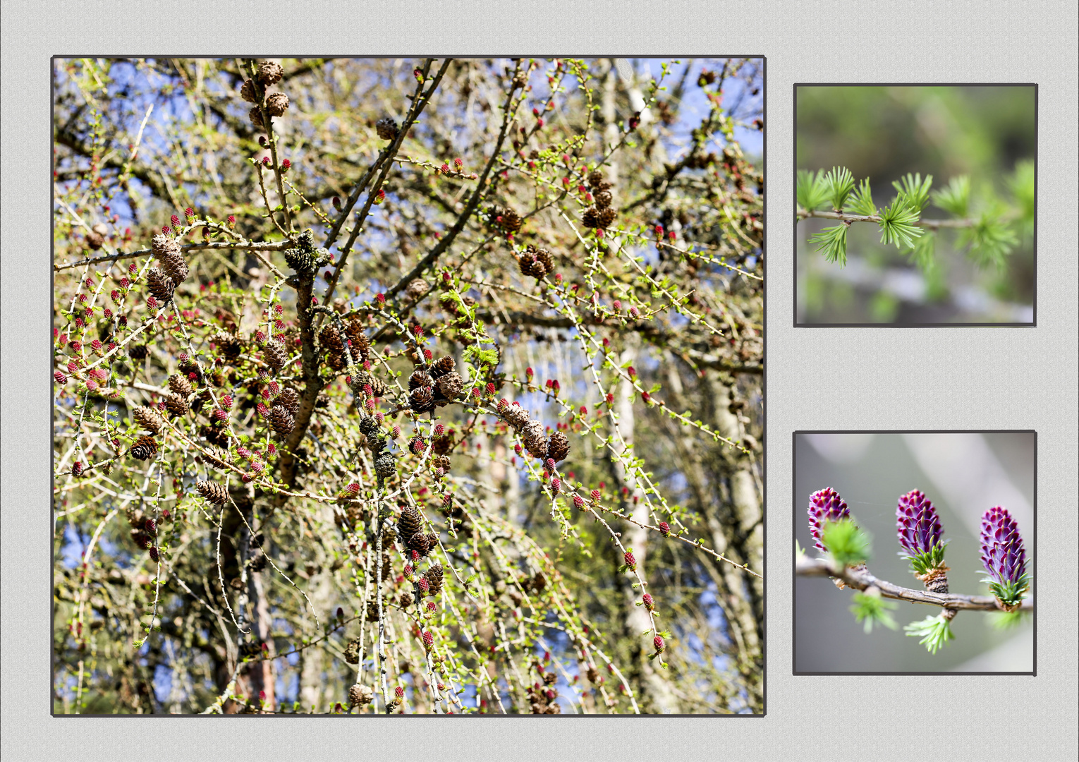 Lärchnblüten - Collage