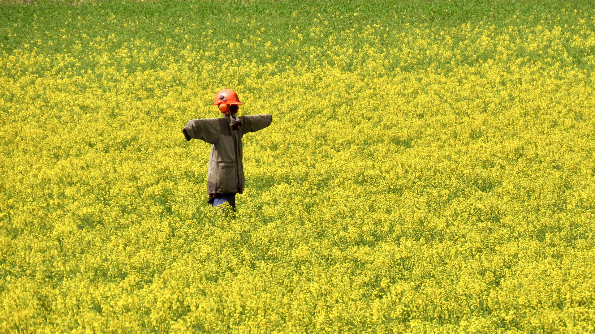 Lärmschutz auf dem Feld..........