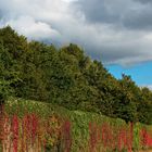 Lärmschutzwall an der Autobahn