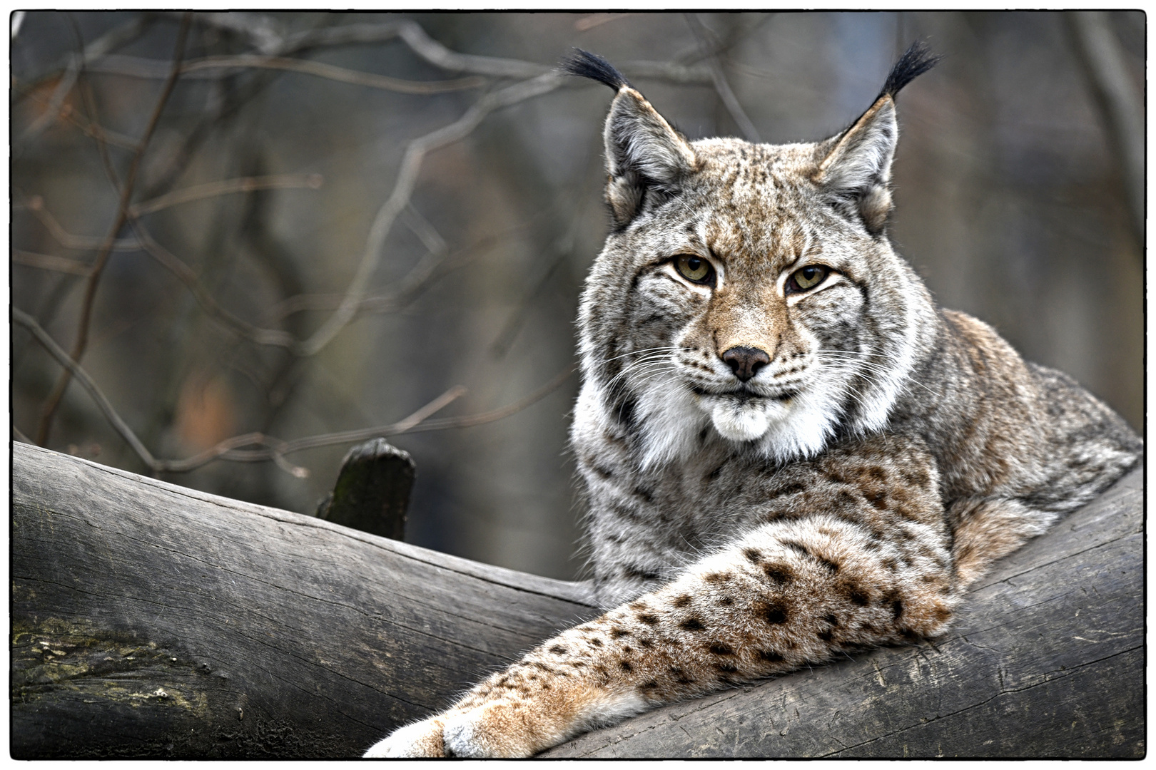 lässig Foto & Bild tiere, zoo, wildpark & falknerei, säugetiere