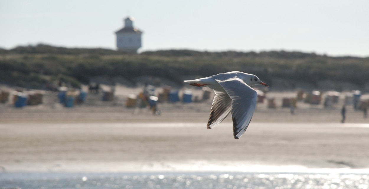 Lässige Lachmöve bei Langeoog