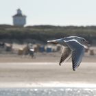 Lässige Lachmöve bei Langeoog