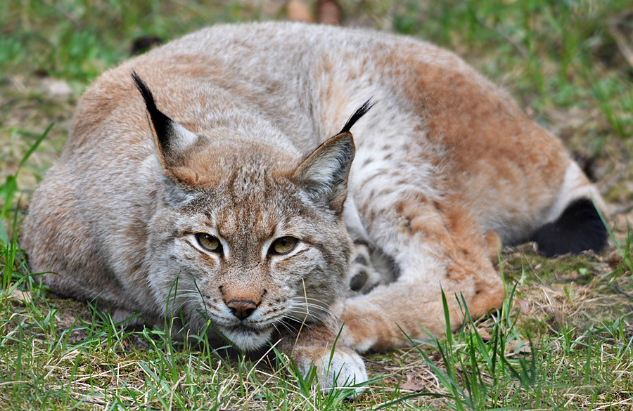 Lässige Luchs Lady !!!