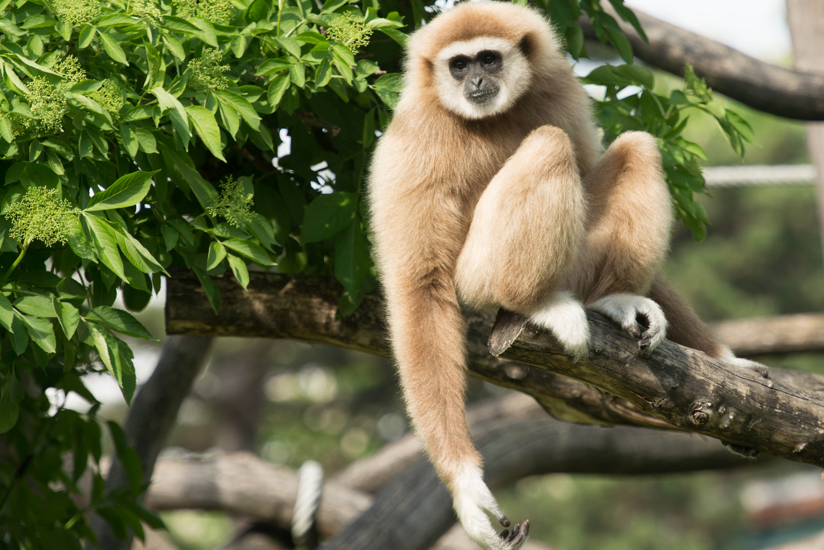 Lässiger Gibbon