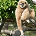 Lässiger Gibbon