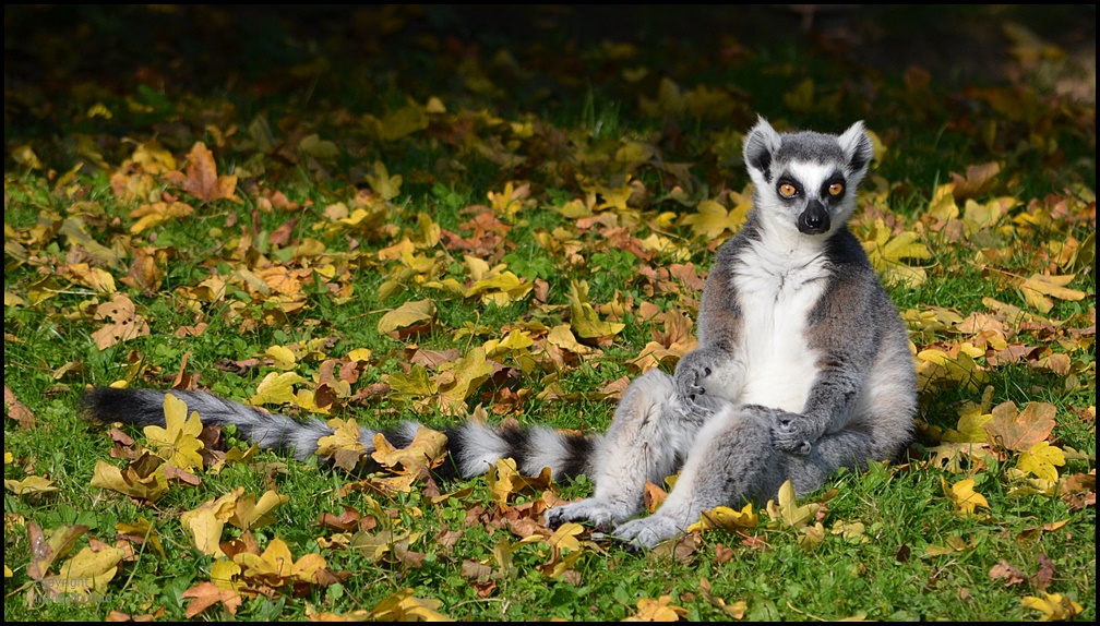 Lässiger Lemur !?!? Foto & Bild | tiere, zoo, wildpark & falknerei ...