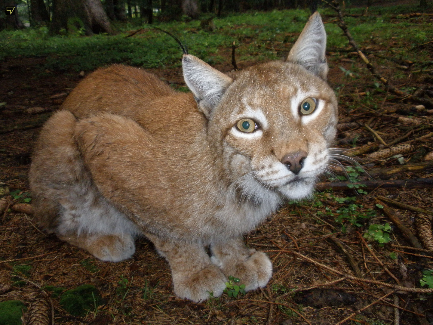 Lässiger Luchs