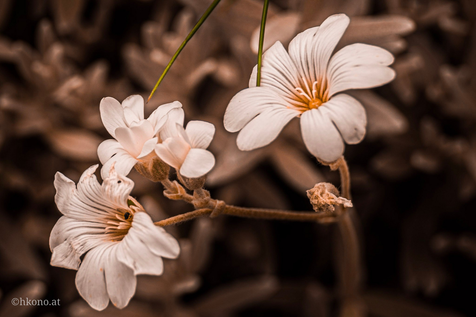 Lässt Blumen sprechen