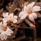 Lässt Blumen sprechen