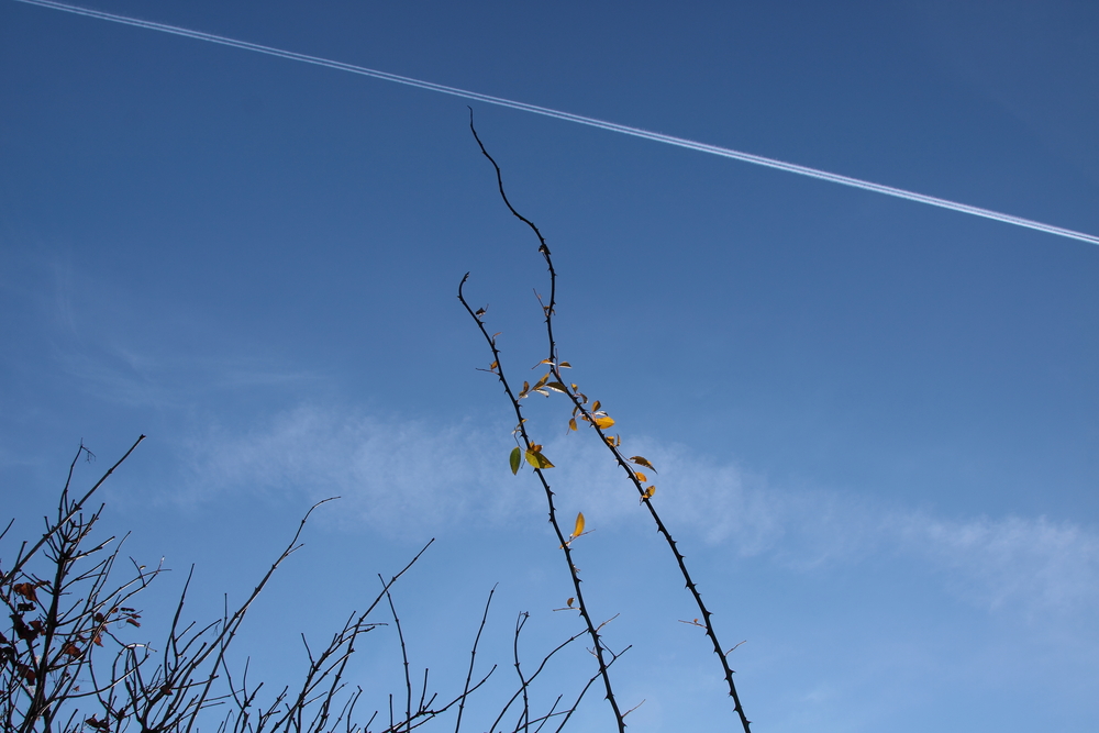 Läßt Gott Sträucher in den Himmel wachsen?