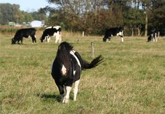 Lässt man den Hengst und die Kuh...