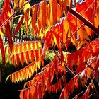 Lästig aber schön: Essigbaum im Oktober