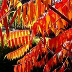 Lästig aber schön: Essigbaum im Oktober