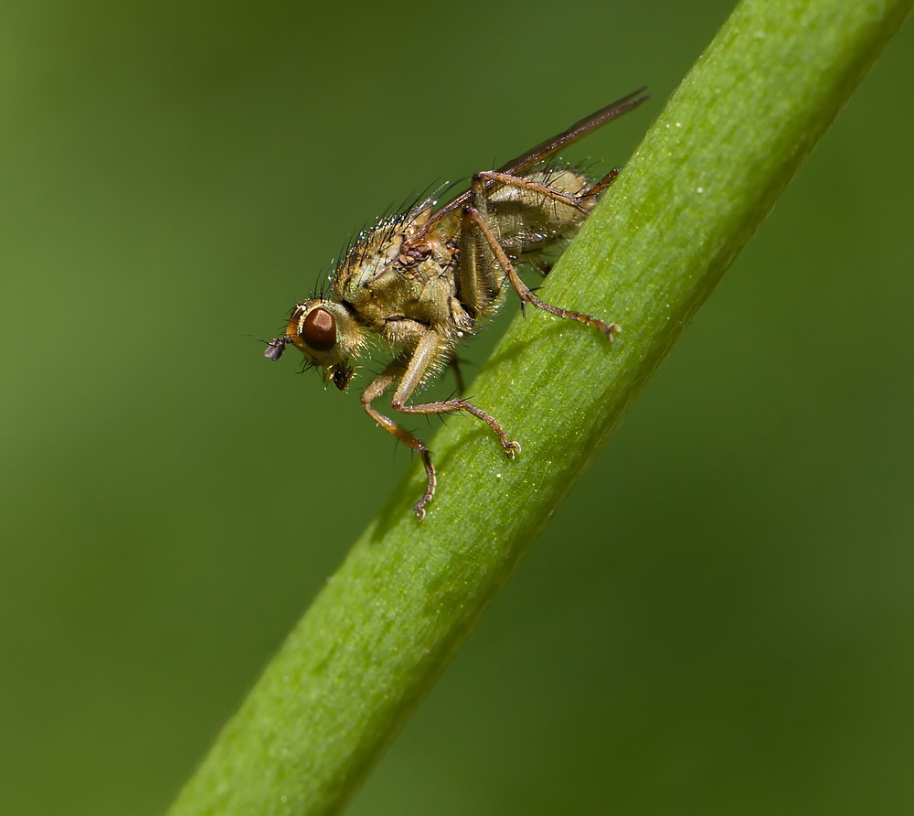 Lästige FLIEGErei