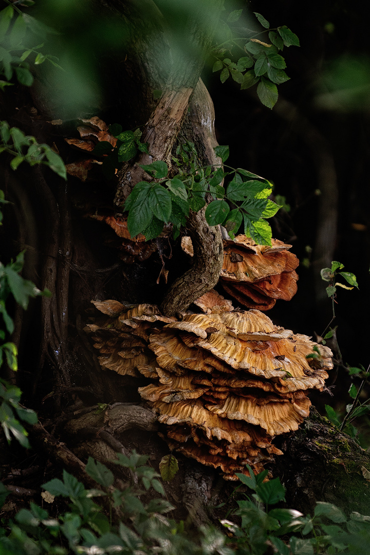 Laetiporus sulphureus