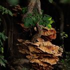 Laetiporus sulphureus