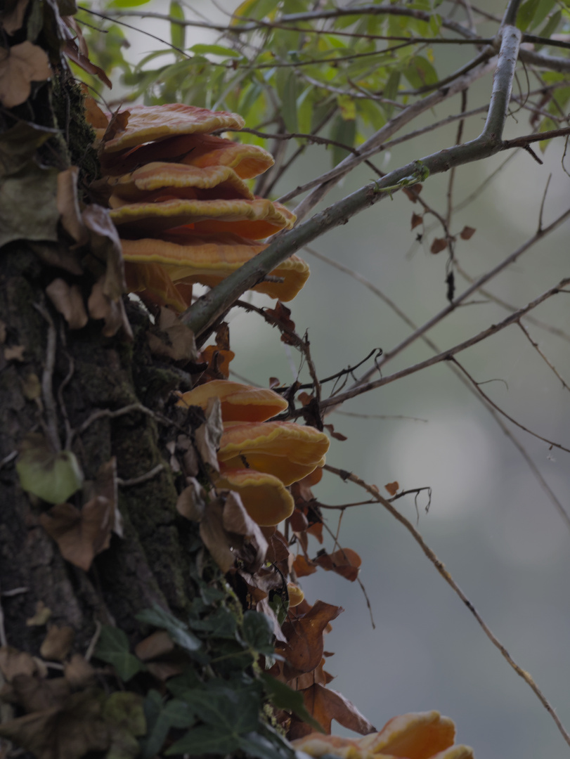 Laetiporus sulphureus