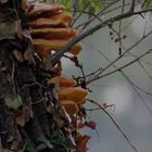 Laetiporus sulphureus