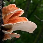 Laetiporus sulphureus