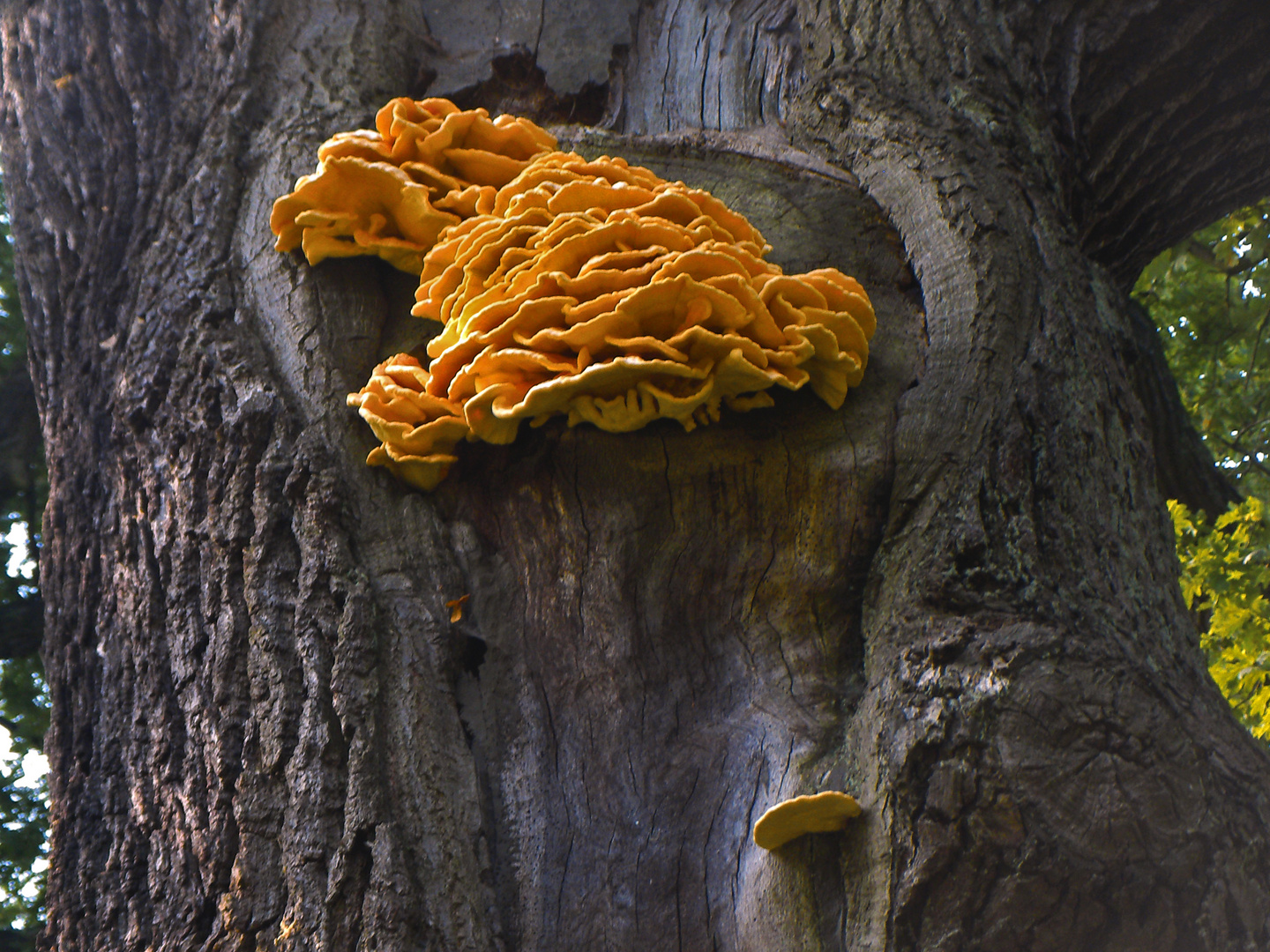 Laetiporus sulphureus (Schwefelporling)