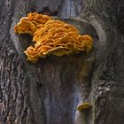 Laetiporus sulphureus (Schwefelporling)