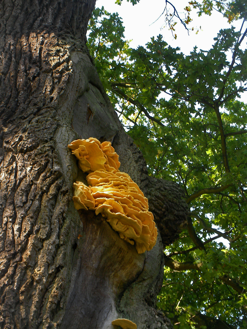 Laetiporus sulphureus (Schwefelporling) 2