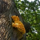 Laetiporus sulphureus (Schwefelporling) 2