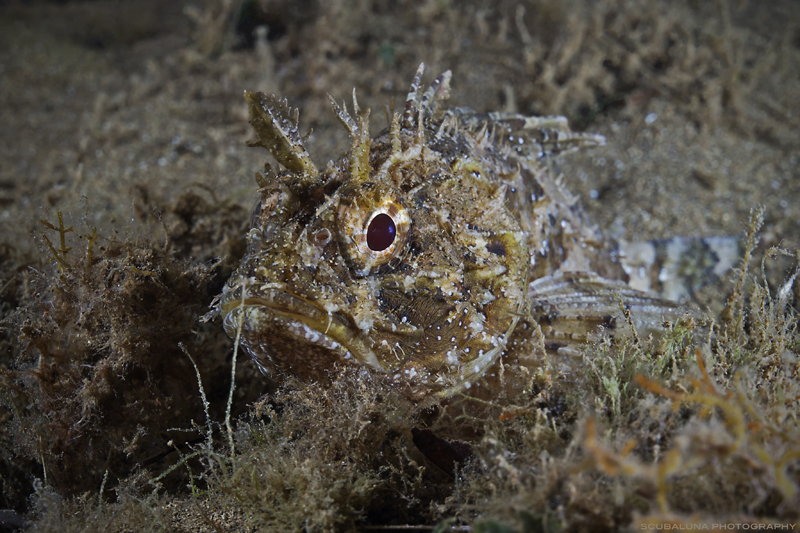 Lätsch Foto & Bild unterwasser, uwsalzwasser, naturkreativ Bilder