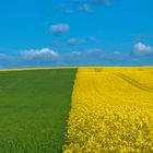 Läuchtendes Gelb-sattes Grün und blauer Himmel