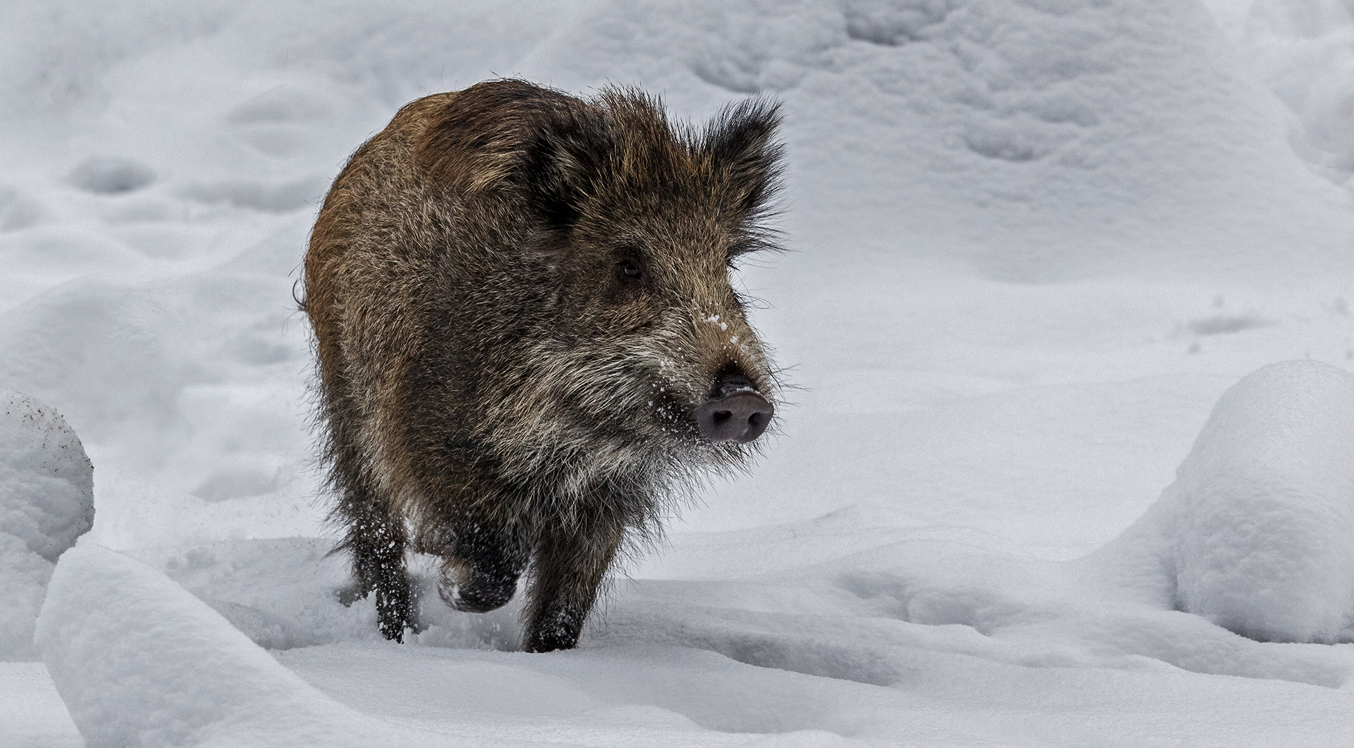 Läufer im Schnee 003 