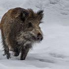 Läufer im Schnee 003 