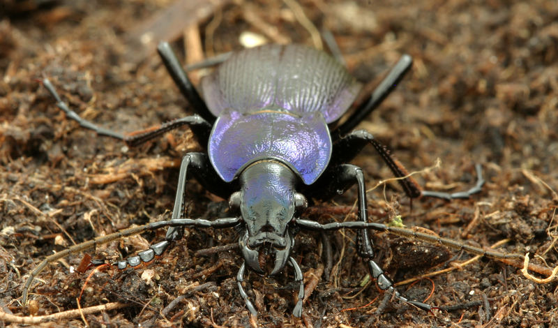 Läufer im Wald