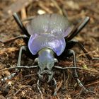 Läufer im Wald