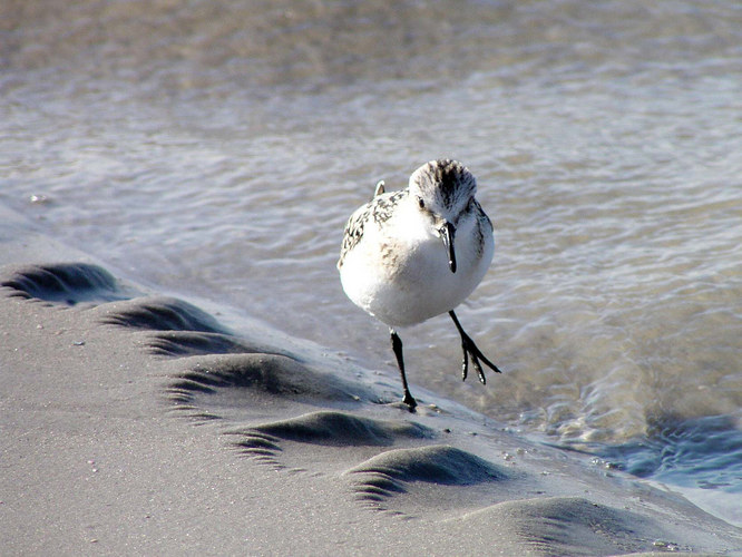 Läuft am Strand