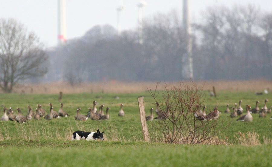 Läuft wie ein Fuchs, sieht aber aus wie Katze...?