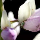 Läuschenkinderstube in einer Lupinenblüte