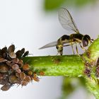 Läuse mit Insekt