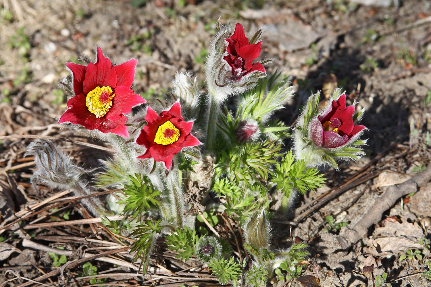 Läuten den Frühling ein