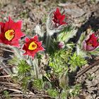 Läuten den Frühling ein