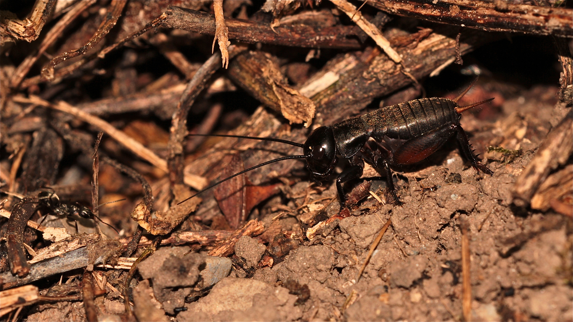 Lafontaine-Fabel ("wild-live"): Feldgrillen-Nymphe (Gryllus.campestris), Ameise