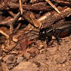 Lafontaine-Fabel ("wild-live"): Feldgrillen-Nymphe (Gryllus.campestris), Ameise