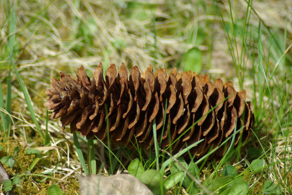 Lag auf der Wiese