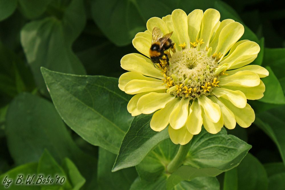 LAGA 2010 - Bienchen und Blümchen