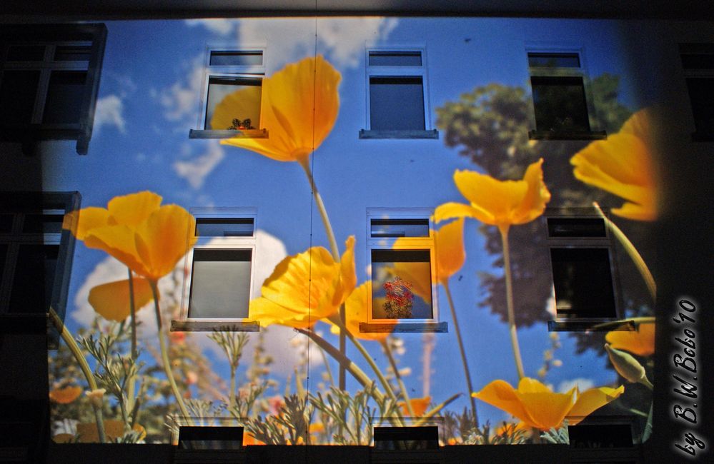 LAGA 2010 - Blumen an der Wand