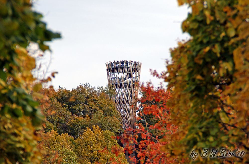 LAGA 2010 - Jübergturm im Herbstlaub