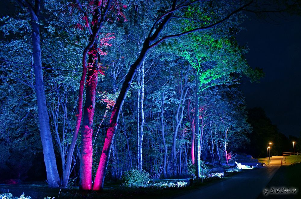 LAGA 2010 - Lichtspiel in den Bäumen