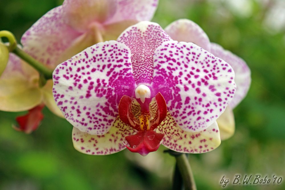 LAGA 2010 - Orchidee