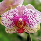 LAGA 2010 - Orchidee