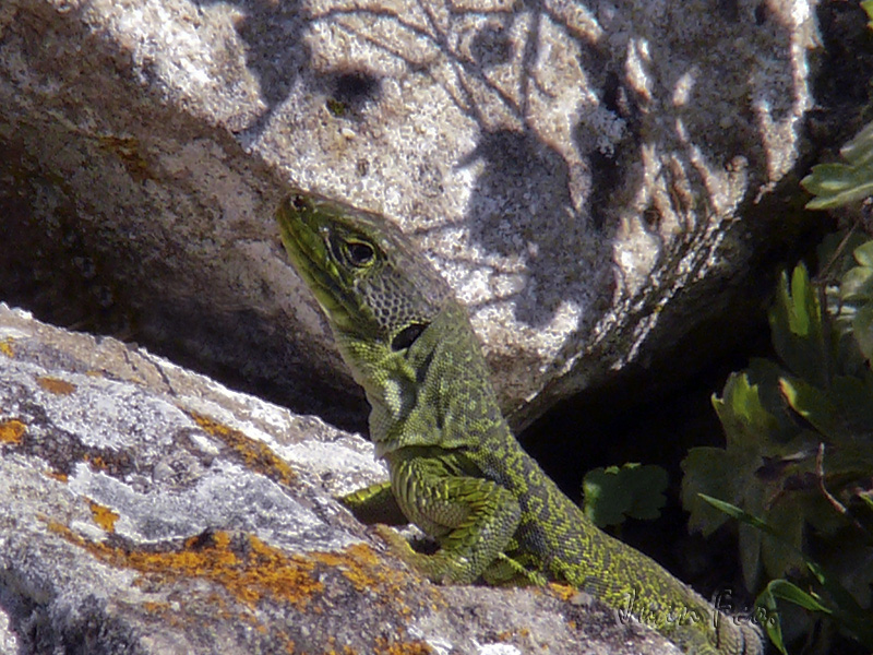 Lagarato ocelado