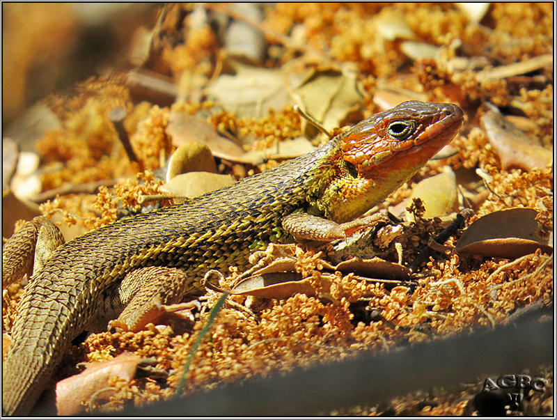 Lagartija colilarga (Psammodromus algirus) (macho)